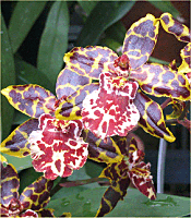 This orchid was at its peak the day we arrived.   Click for bigger photo