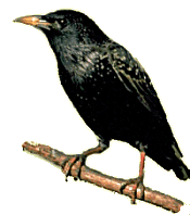 This is a European starling, which live all over Ohio, in case you wondered.