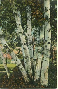 Birches with leaves.