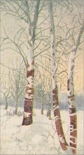 Birches with no leaves.