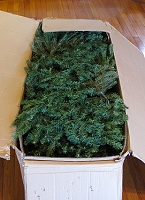 Buying or storing a large tree in a relatively small box leads to compression and flattening of the components. Click for bigger photo.