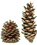 Pine cones come in all shapes and sizes, but they always provide an interesting texture.