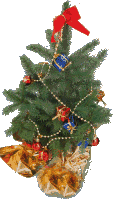 This Black Hills Spruce should survive Ohio winters, but will it survive a week in your living room? If it's reasonably priced, it might be worth the risk. Click for bigger photo.