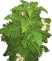 My sister, an expert plant person, has kept one of these alive for years, inside.  Click for bigger photo.