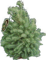 Italian Stone Pine is a charming pale blue-green color. Unfortunately, it won't live outside in much of North America. Click for bigger photo.