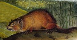 Also called the 'Maryland marmot,' the 'woodchuck,' and the 'whistle-pig,' the North American groundhog is more plentiful than the badger.  Safer, too, though Audubon's painted groundhogs look a little scarey.